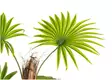 Viherkasvi Viuhkapalmu 90cm 4LIVING - Tekokukat - 185354 - 2