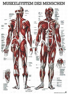 Kartta Anatominen Lihasmalli - Fysioterapia ja kuntoutus - 169347 - 1