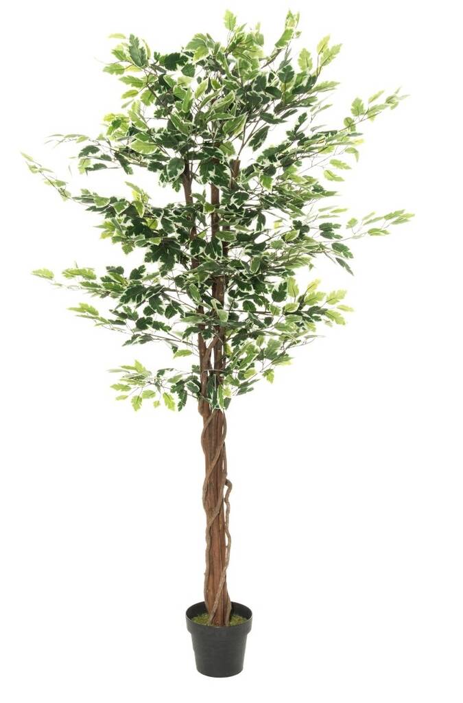 Viherkasvi Fiikus 180cm kirjavalehtinen - Tekokukat - 148557 - 1